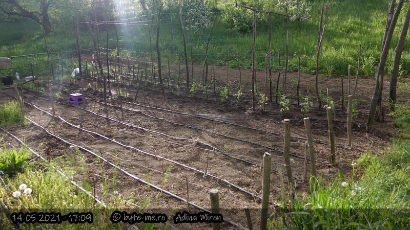 Realizarea Gradinii Vechi 